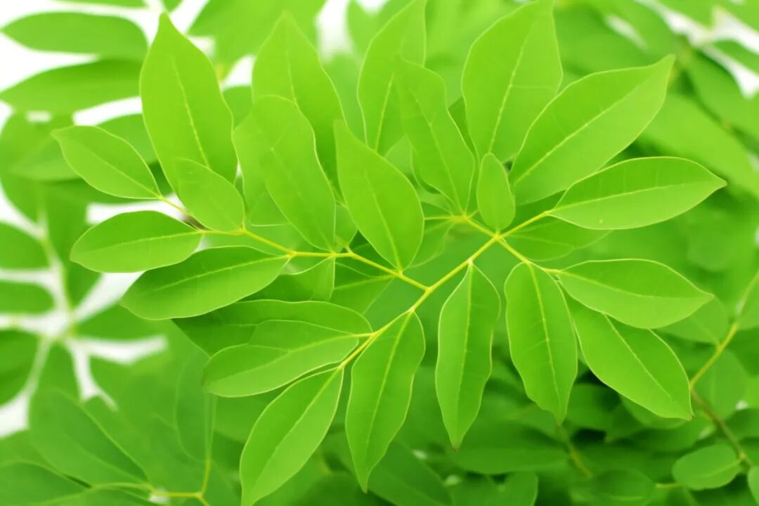 摄图网_600379351_辣木叶（企业商用）.jpg