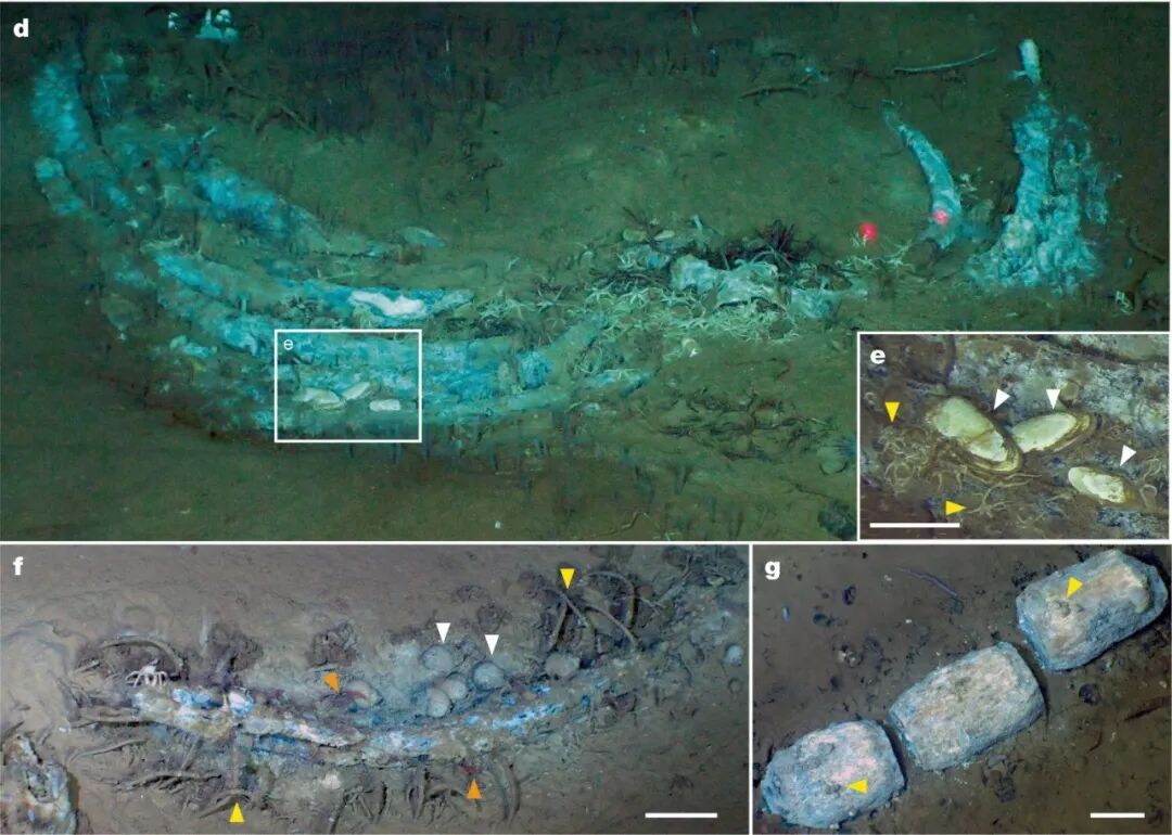 Fig. 2: Whale falls in the sulfophilic stage in the Diamantina Zone.