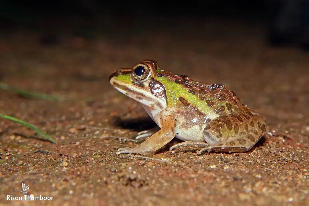 印度公牛蛙（Hoplobatrachus tigerinus）