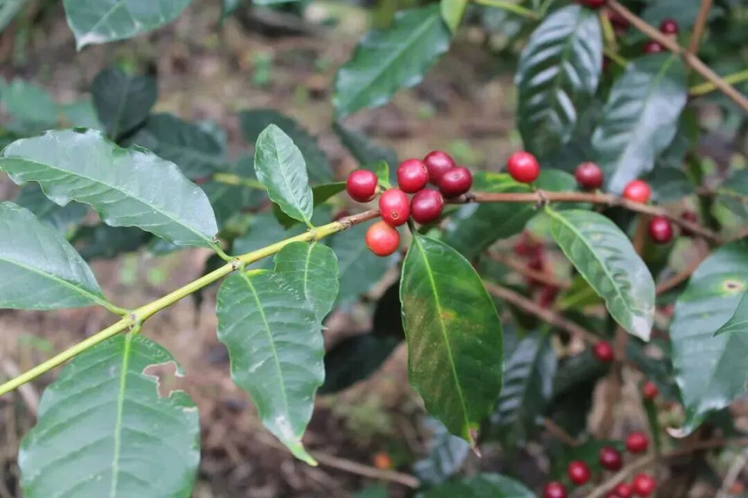 牙买加蓝山咖啡和巴布亚新几内亚种植铁皮卡的咖啡有什么区别？ | 咖评网