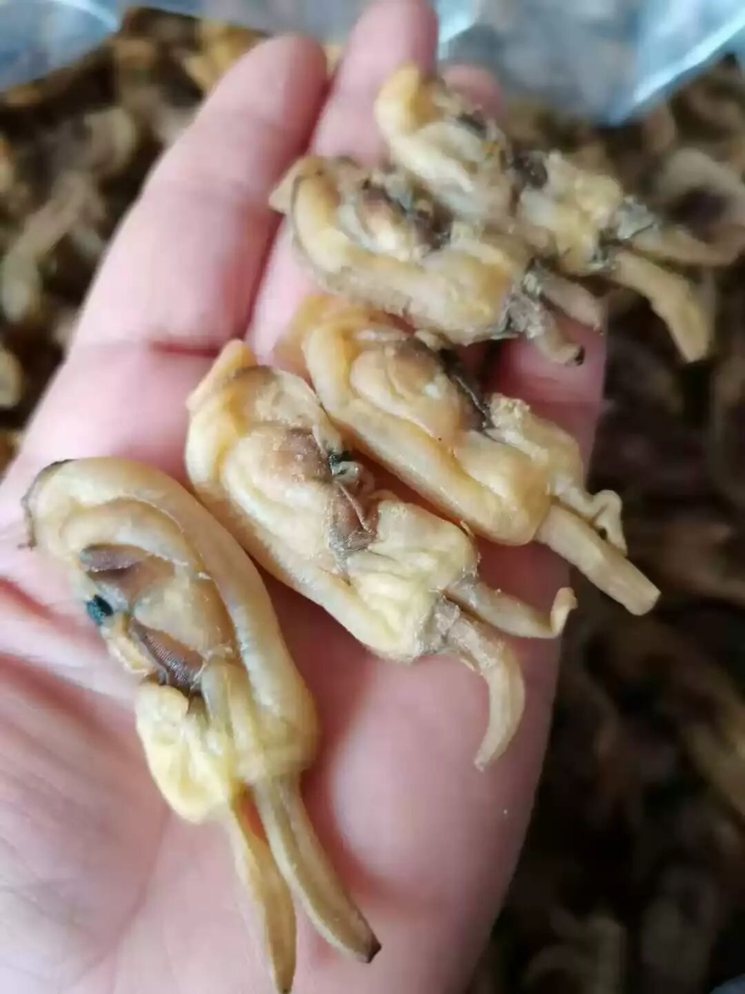 福建无沙蛏子干特级圣子干海鲜干货450g 泉州市产竹节蛏干