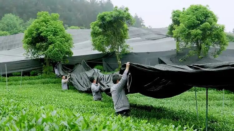抹茶是如何生長及種植？｜貴茶抹茶園