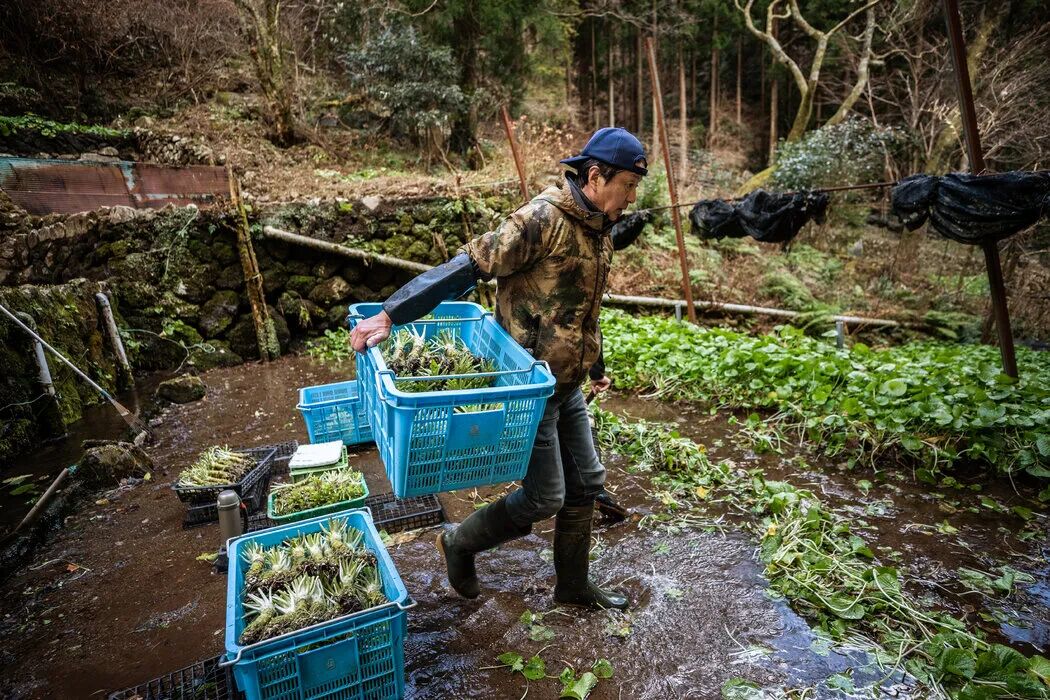 山葵保卫战”：日本美食经典佐料面临危机- 纽约时报中文网