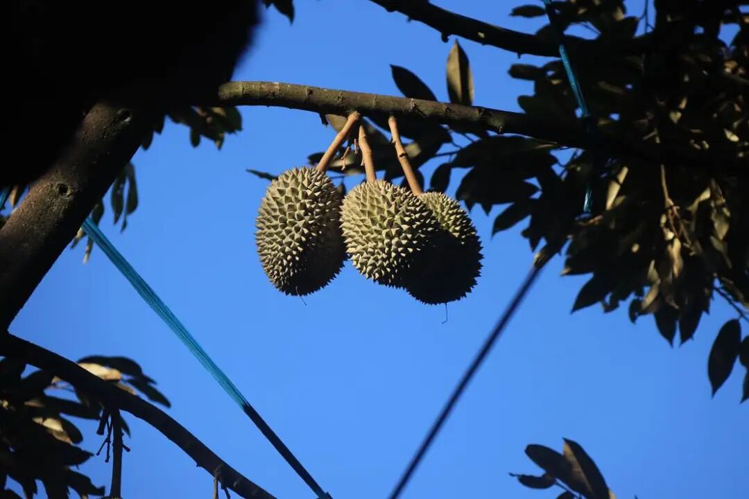 A bunch of fruit from a tree AI-generated content may be incorrect.