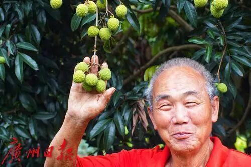 几百元一斤的增城挂绿熟了！预计本月20日可采摘