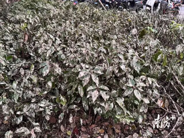 大量鸟粪对附近居民正常生活造成困扰。张艳青 摄