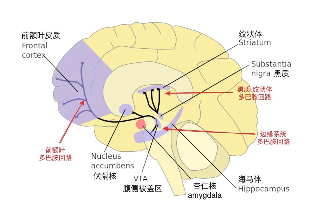 按神经回路看多巴胺