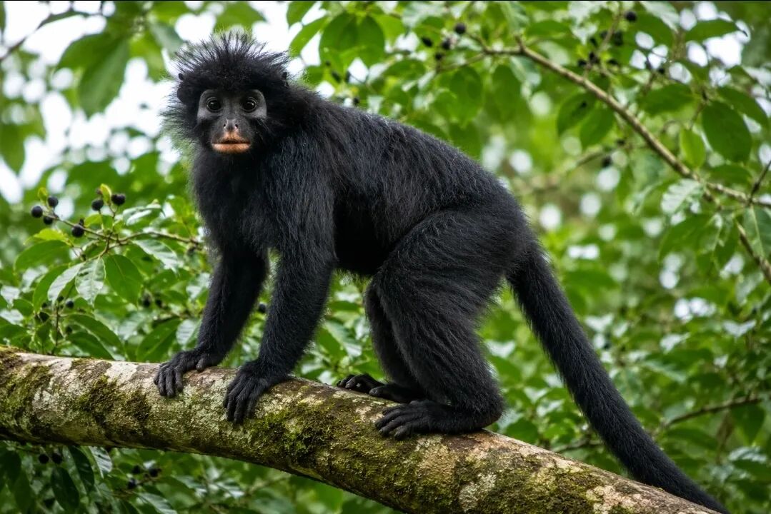 Likweli: The New Orange-Lipped Monkey Species Discovered ...