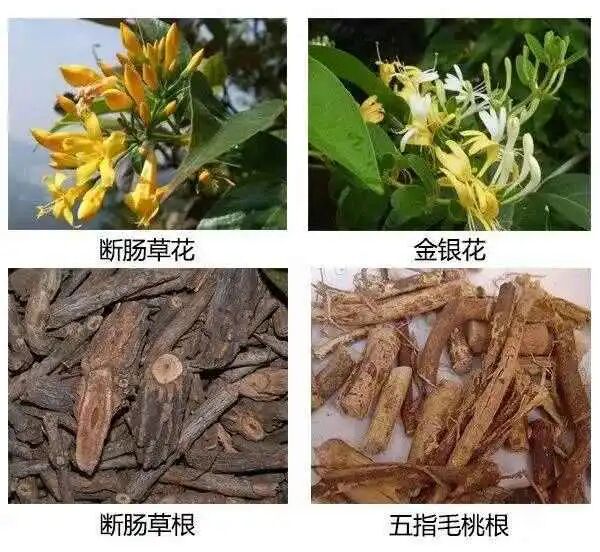 横县６人误食断肠草中毒- 广西首页-中国天气网