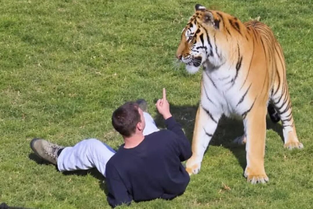 Fate of tiger revealed after man mauled to death