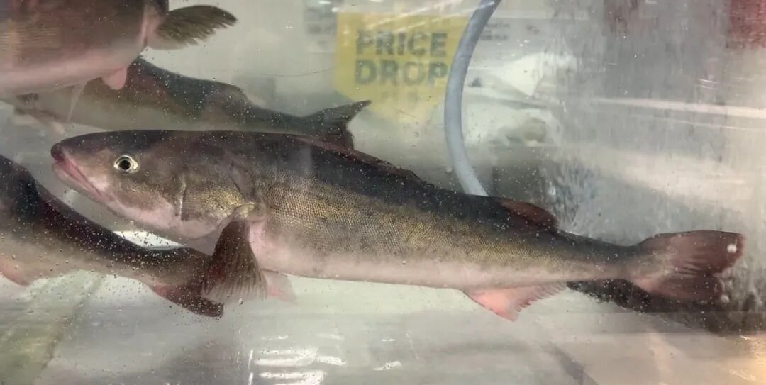 Sablefish - Wikipedia