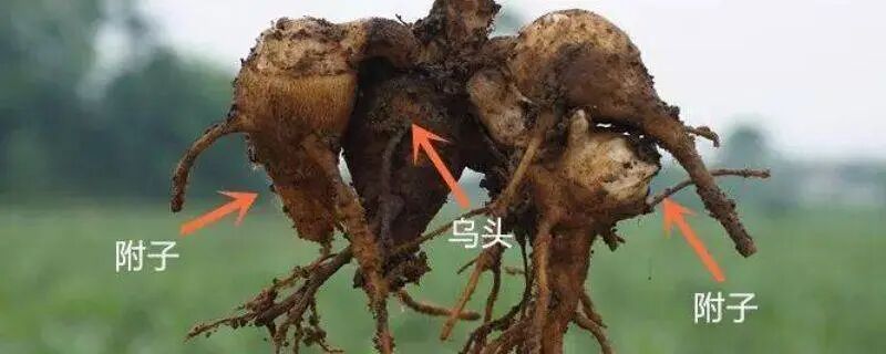 生附子跟炮附子的区别，看中医大师倪海厦怎么说_搜狐网