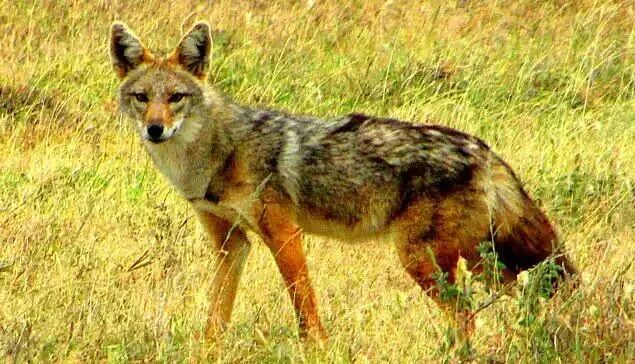 African Golden Wolf: Scientists Discover ‘New’ Canid Species | Biology | Sci-News.com