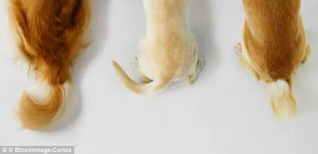 How the direction of a tail wag could reveal your dog's MOOD | Daily Mail Online