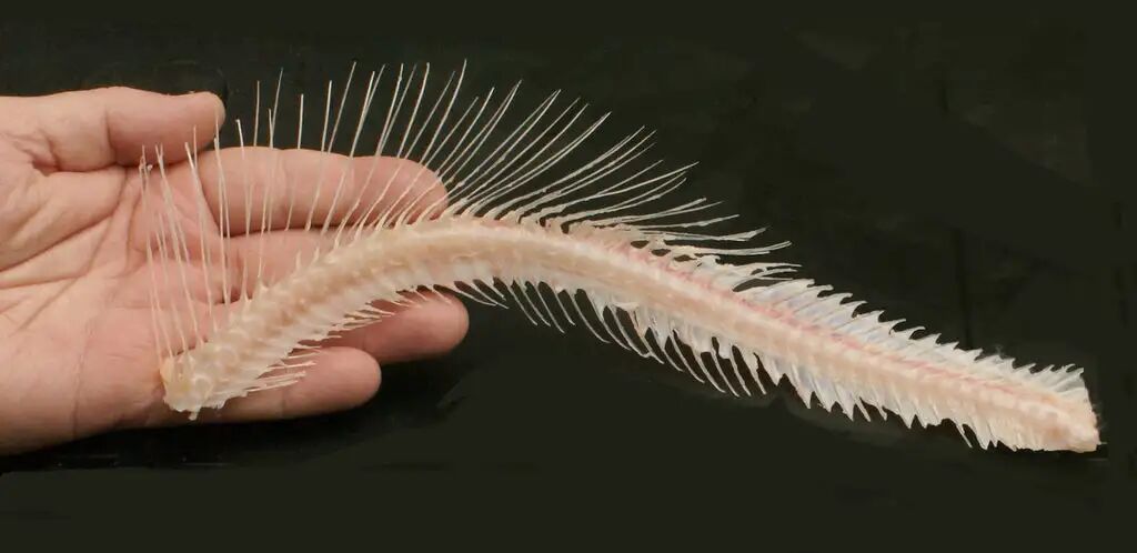 Deboning Trout & Steelhead - It's All About Salmonoid Anatomy by Larry – Salmon Trout Steelheader