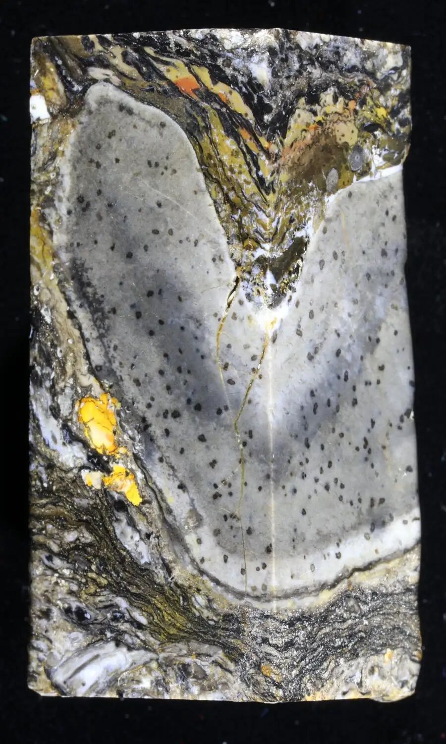 A marble-looking chunk of fossil with a large white curved area in the middle with tiny black spots