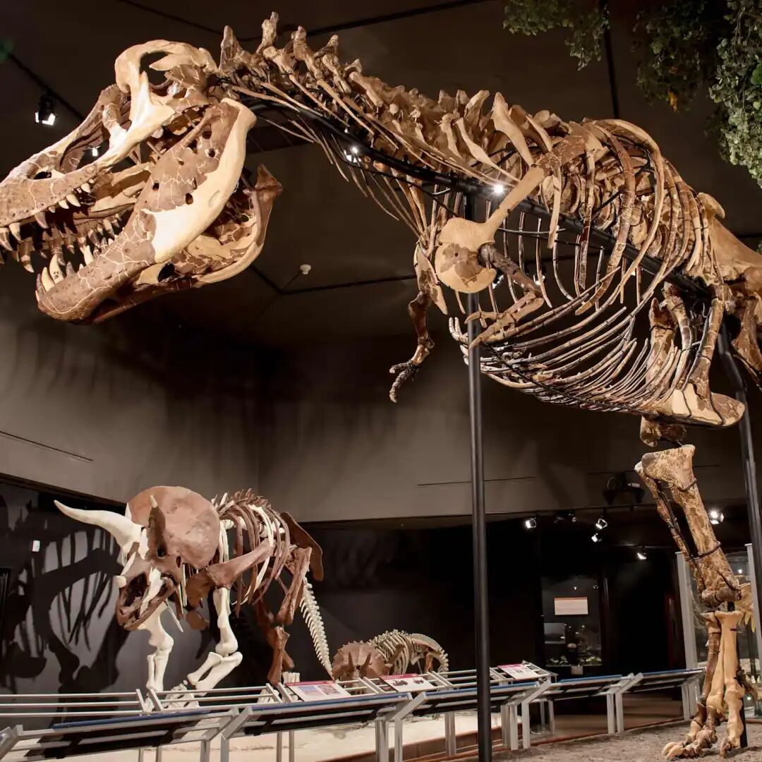 Dinosaur skeleton exhibit