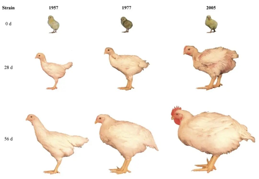Broiler growth rates increased by over 400% from 1957 to 2005 从1957年到2005年，肉鸡生长速度增加了超过400％ - TANGS CLINICAL TCM