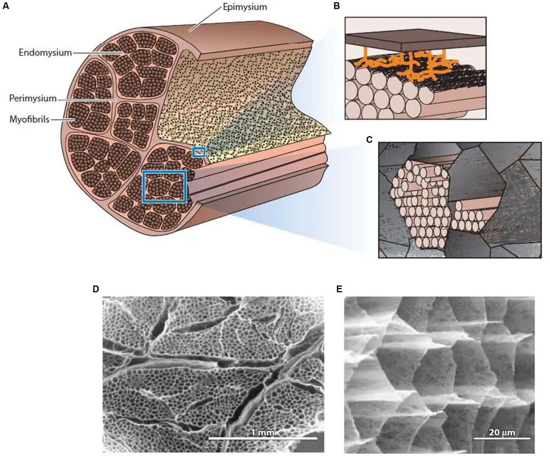 Frontiers | The Structure and Role of Intramuscular Connective Tissue in Muscle Function
