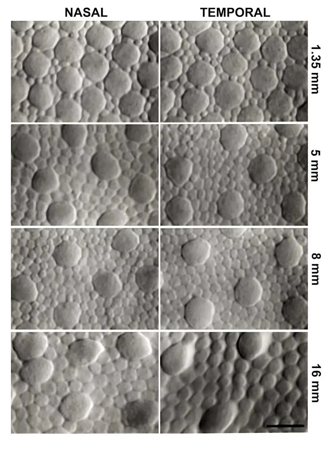 Human photoreceptor topography