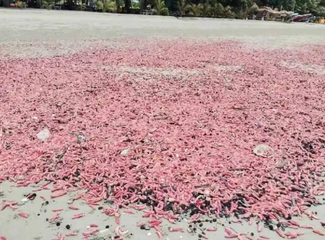 Pink sea cucumbers on beach