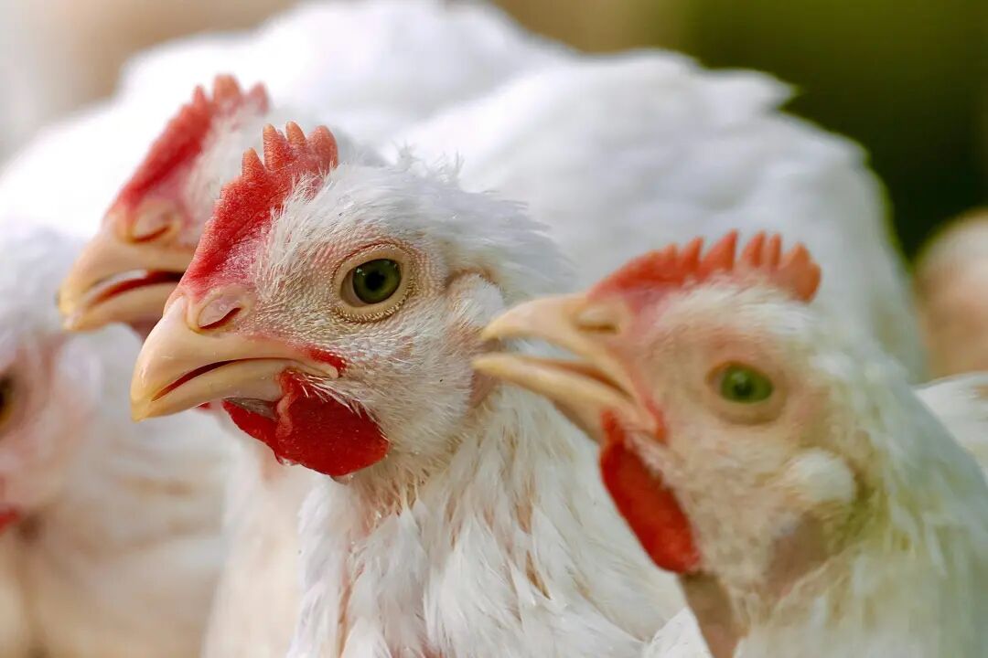 Três galinhas olham diretamente para a câmera. foto – Imagem grátis sobre Animal na Unsplash