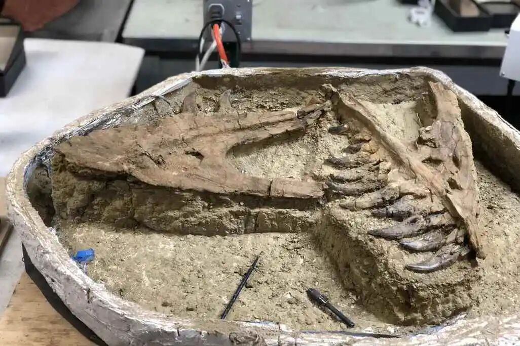 Dinosaur fossil specimen