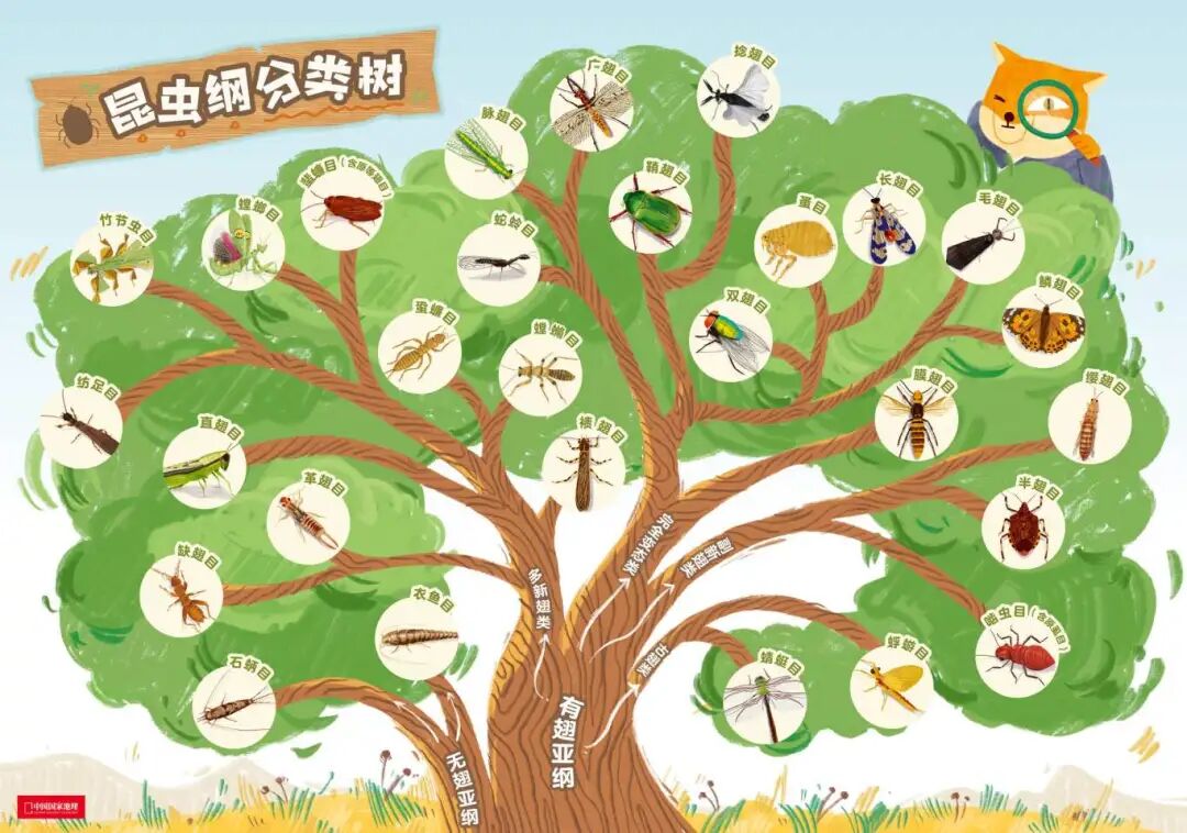 昆虫树.jpg