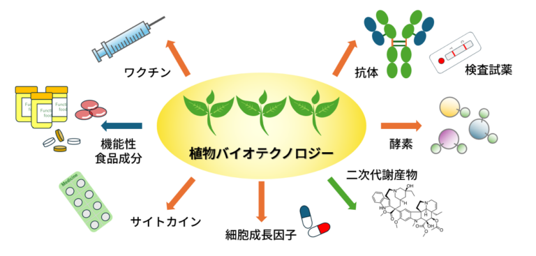 植物を用いた有用タンパク質生産のための研究開発拠点を設置しました―世界初の“一気通貫型システム”で次世代製造の扉を開く― – 国立研究開発法人 産業技術総合研究所 バイオものづくり研究センター