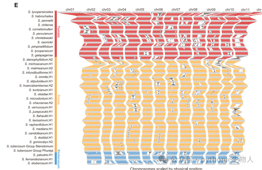 例如，36个基因组同源基因的Synteny plots。ref，S0092-8674(25)00736-6，Figure S2。