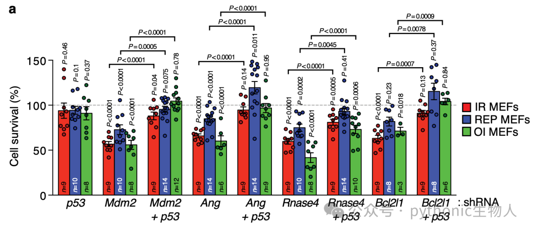Fig. 4 Suppression of p53-dependent and -independent pathways contribute to SNC survival. a Cell survival as measured by MTS assay, of IR-, REP- andOI-SNCs at day 6 after knockdown of the indicated genes. Comparisons were with senescent MEFs containing Scr-shRNA or Scr- and p53-shRNA (100%line).