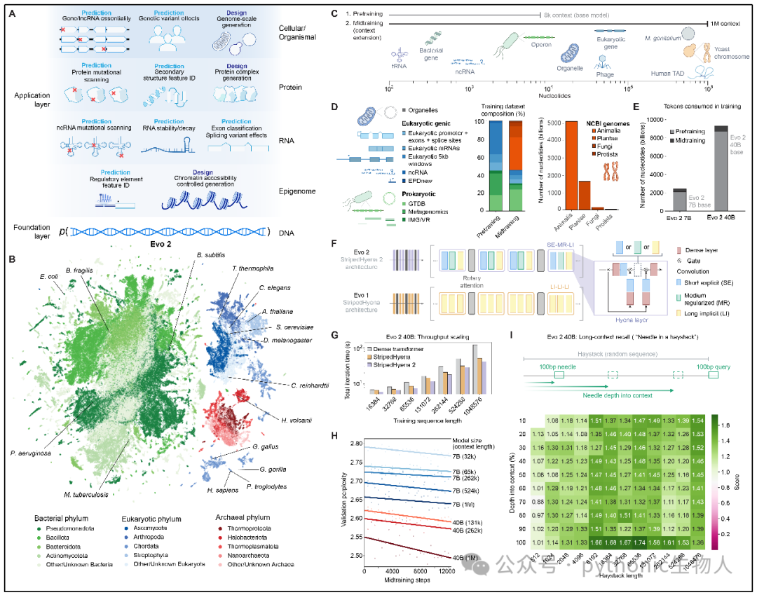 Overview of model architecture, training procedure, datasets, and evaluations for Evo 2.