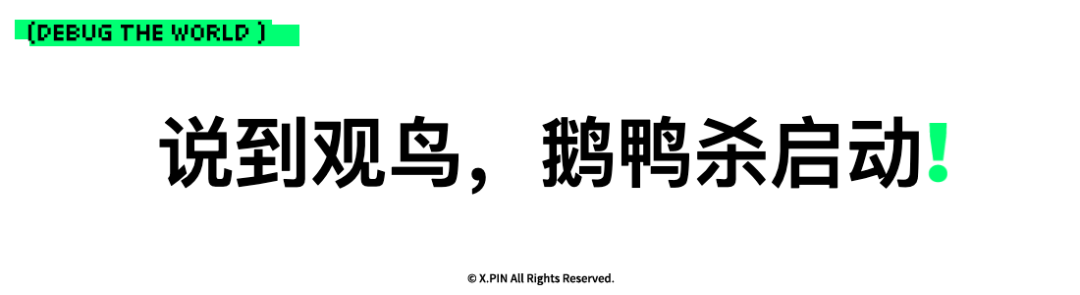 说到观鸟，鹅鸭杀启动！