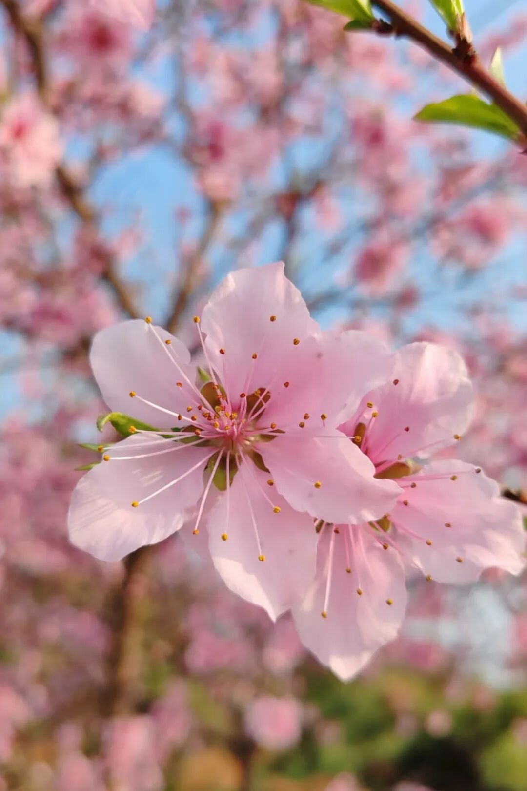 图12：桃花.jpg