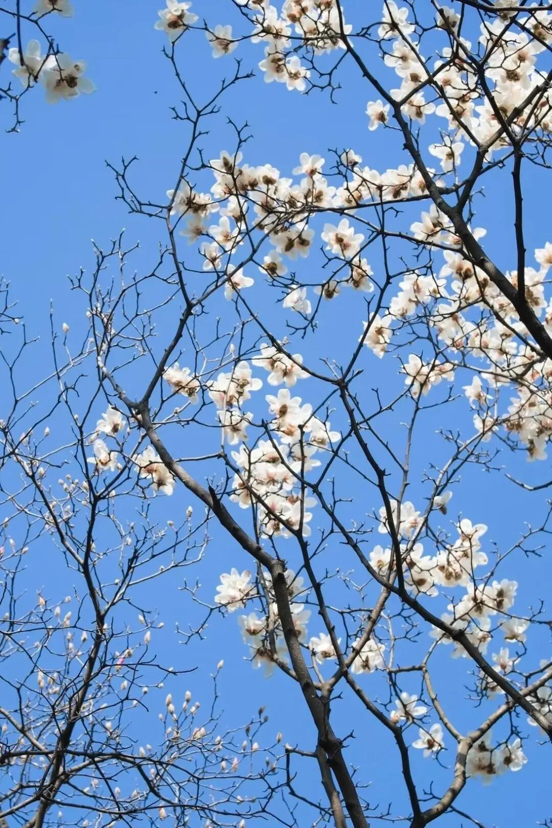 图9：玉兰.jpg