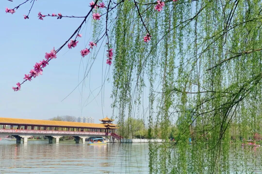 图13：桃花.jpg