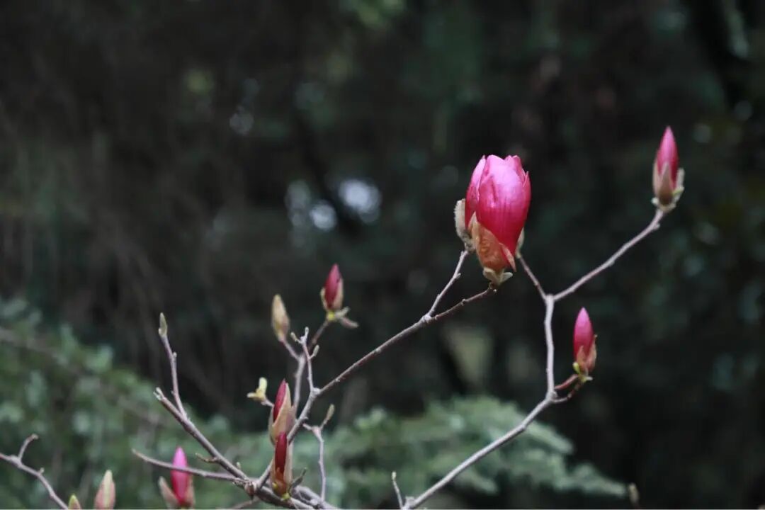 图10：玉兰.JPG