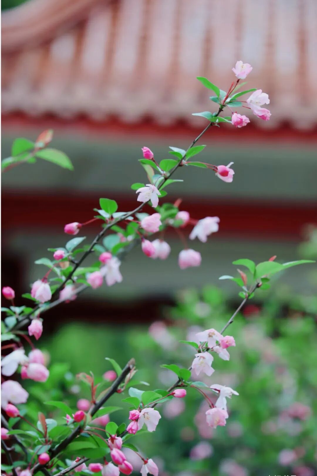 图15：海棠.jpg